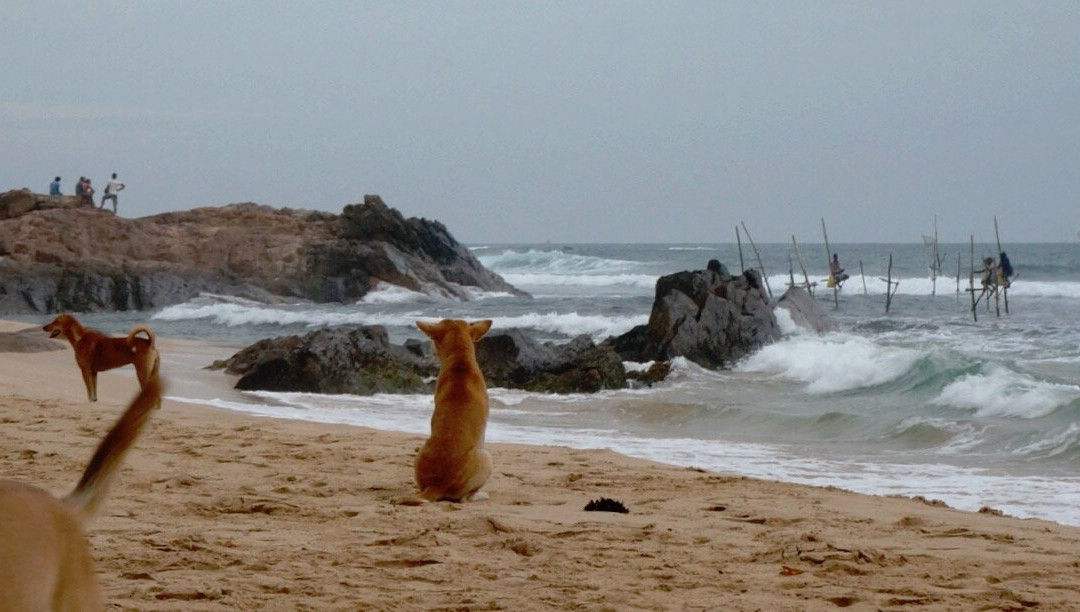 Sundance Surf Camp主图