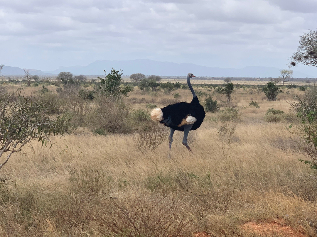 Eddie's Safari Kenya-蒙巴萨必去景点