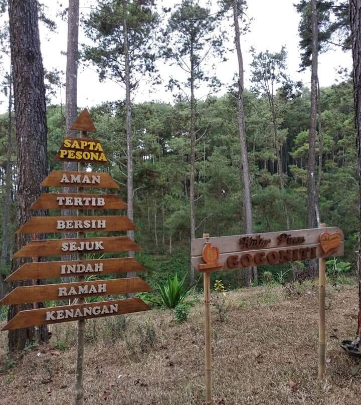 Pine Forest Gogoniti景点图片