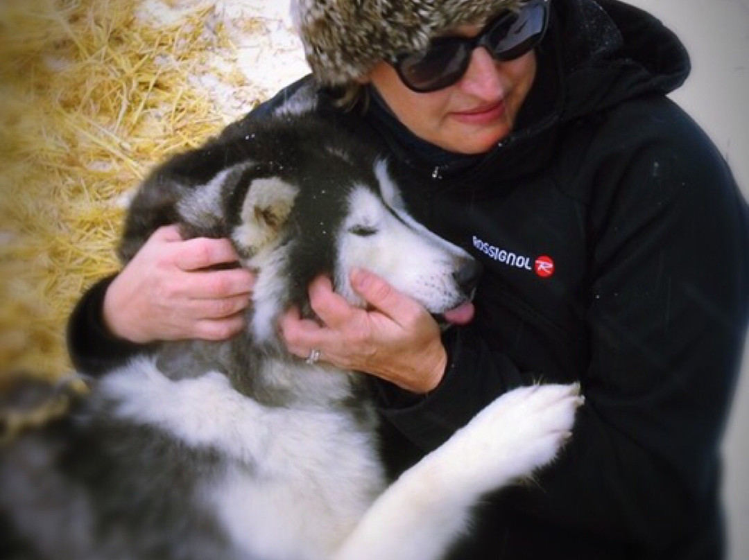 Golden Dog Sled Adventures景点图片