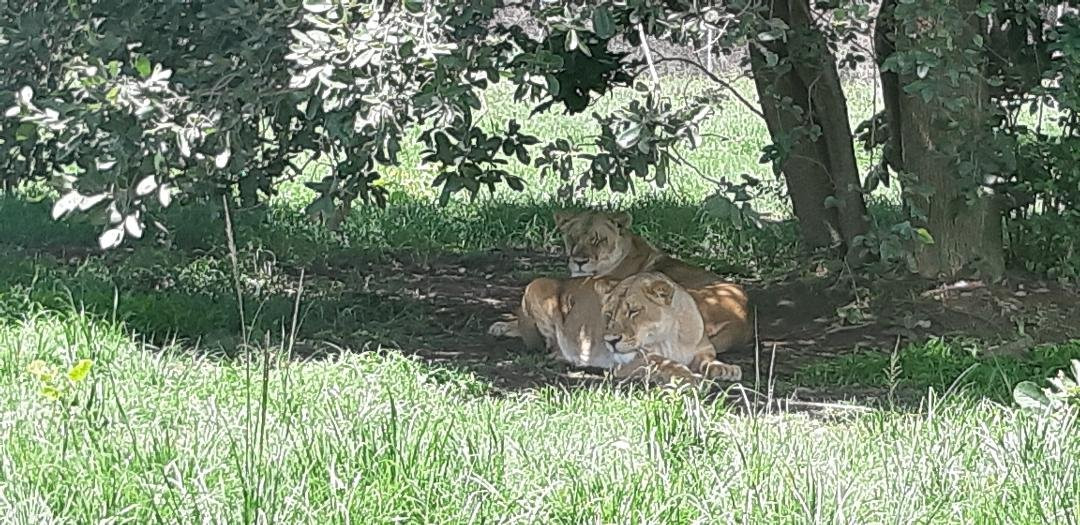Akabashi Bar and Campsite-Chingola必去景点