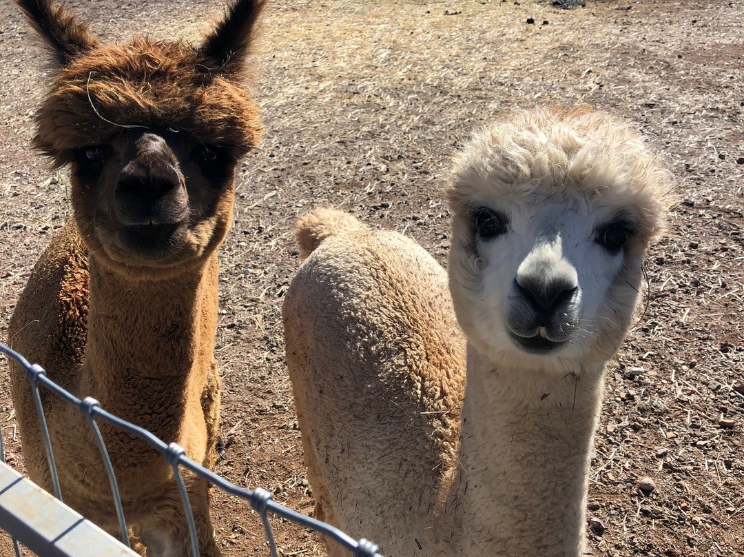 Plum Creek Alpacas-Bradfordsville必去景点