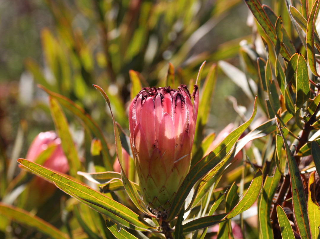 Paarl Mountain Nature Reserve景点图片