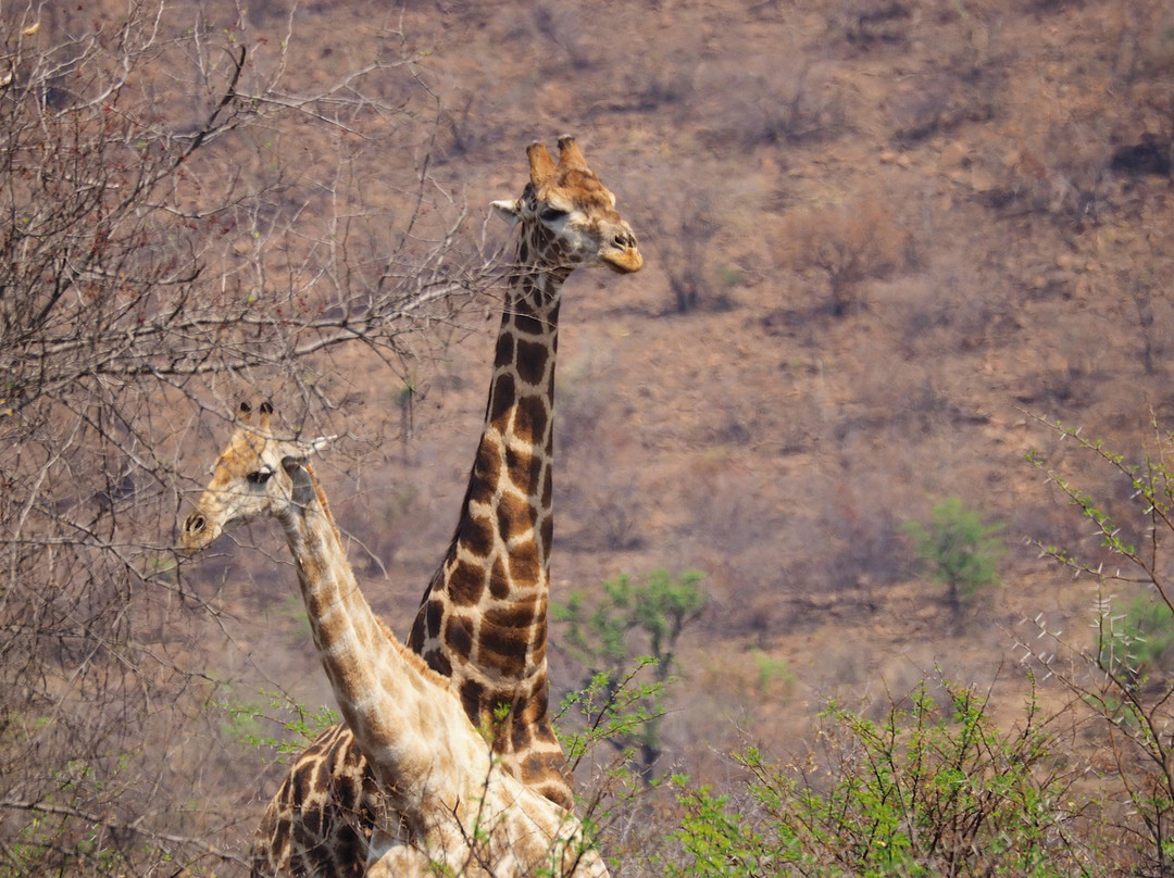 Safari With Us - Day Tours景点图片