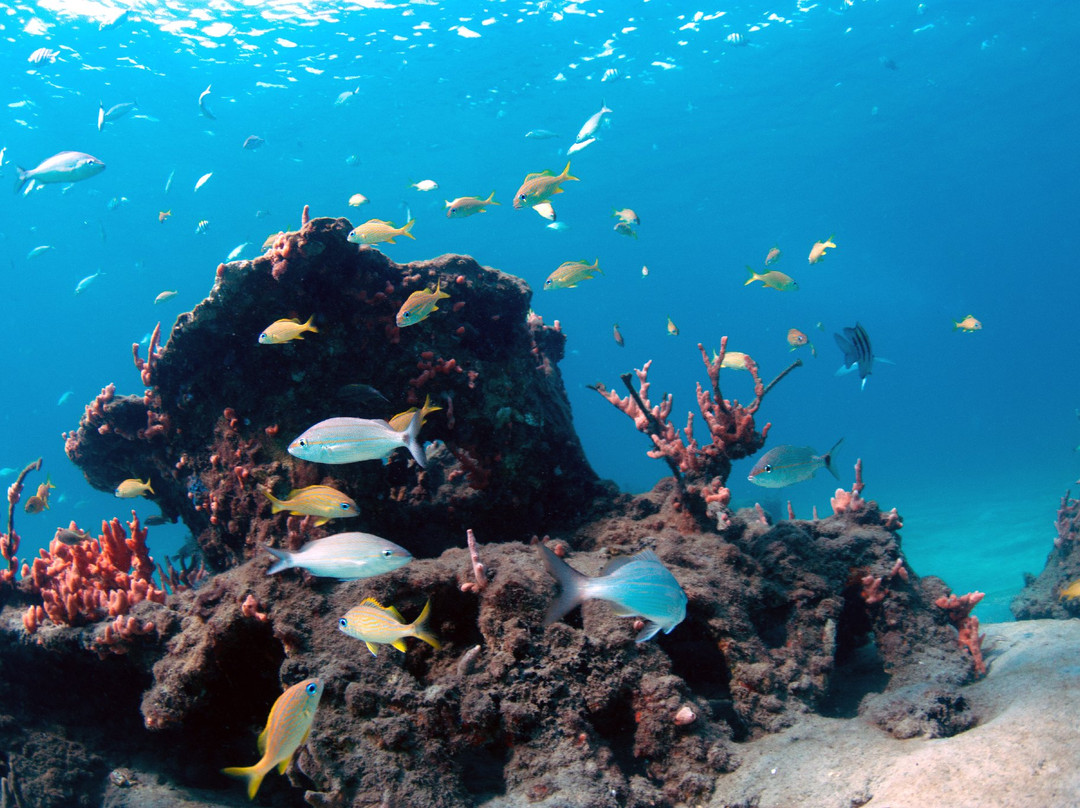 Aqua Adventure Tours-Palm Beach Shores必去景点