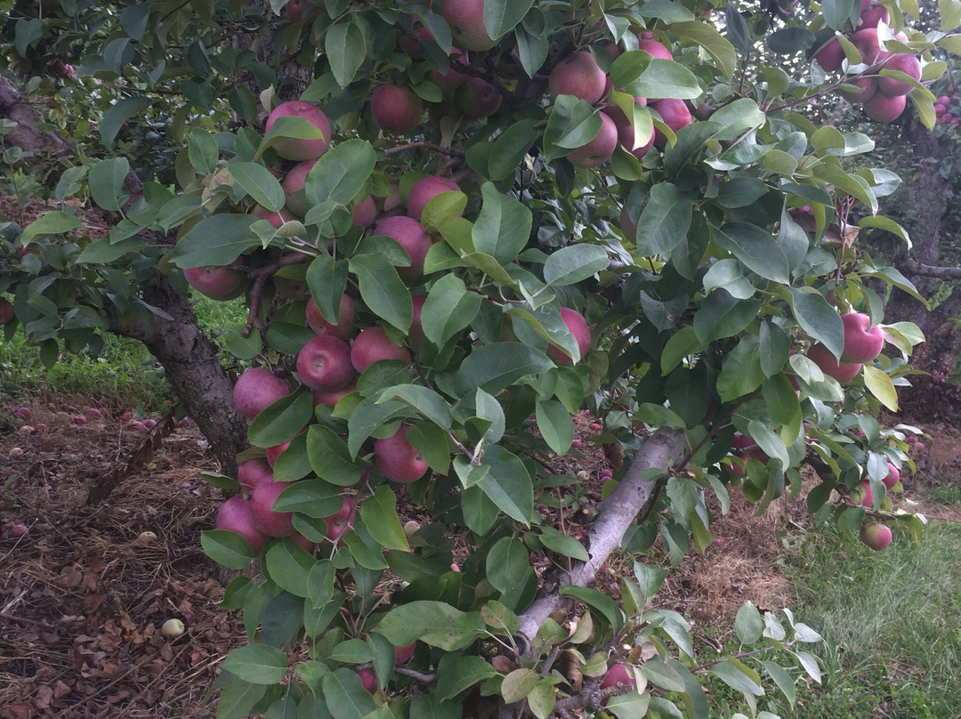 The Big'r Apple Farm-布兰普敦必去景点