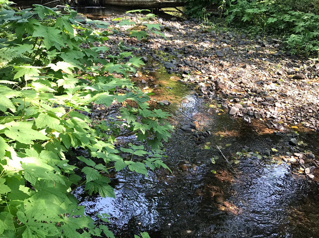 Drift Creek Covered Bridge-林肯城必去景点
