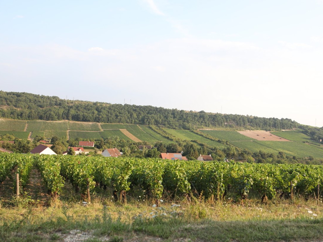 Bouzeron旅游攻略图片