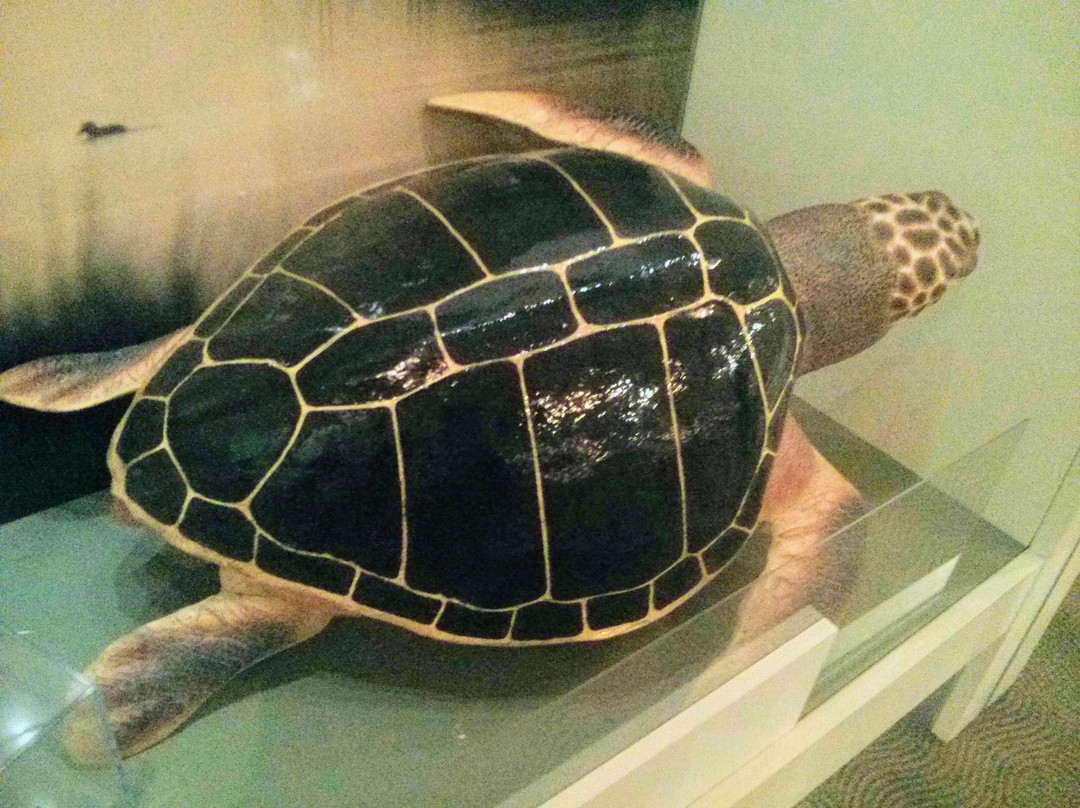 Outer Banks Center For Wildlife Education-卡罗拉必去景点