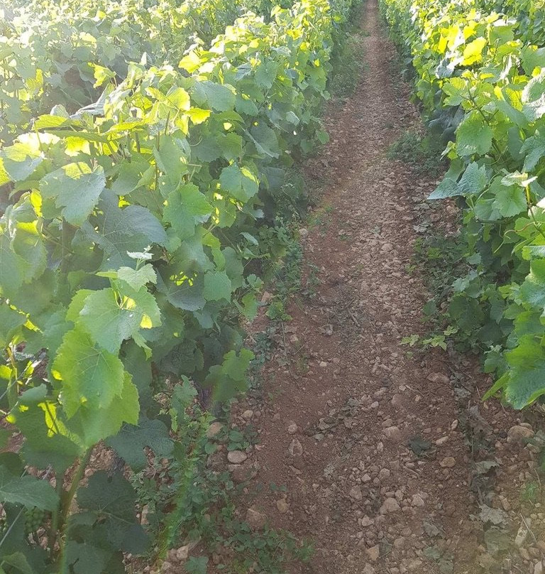 Domaine Jeannot-默尔索必去景点