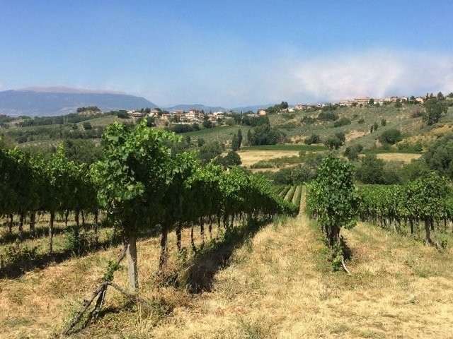 Cantina Colle Mora