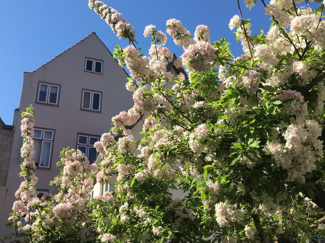 Günter Grass-Haus景点图片