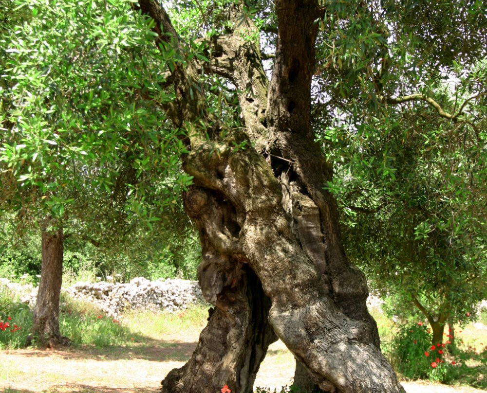 Azienda Zacheo - Oleovinicola GIZ s.r.l.-Carpignano Salentino必去景点