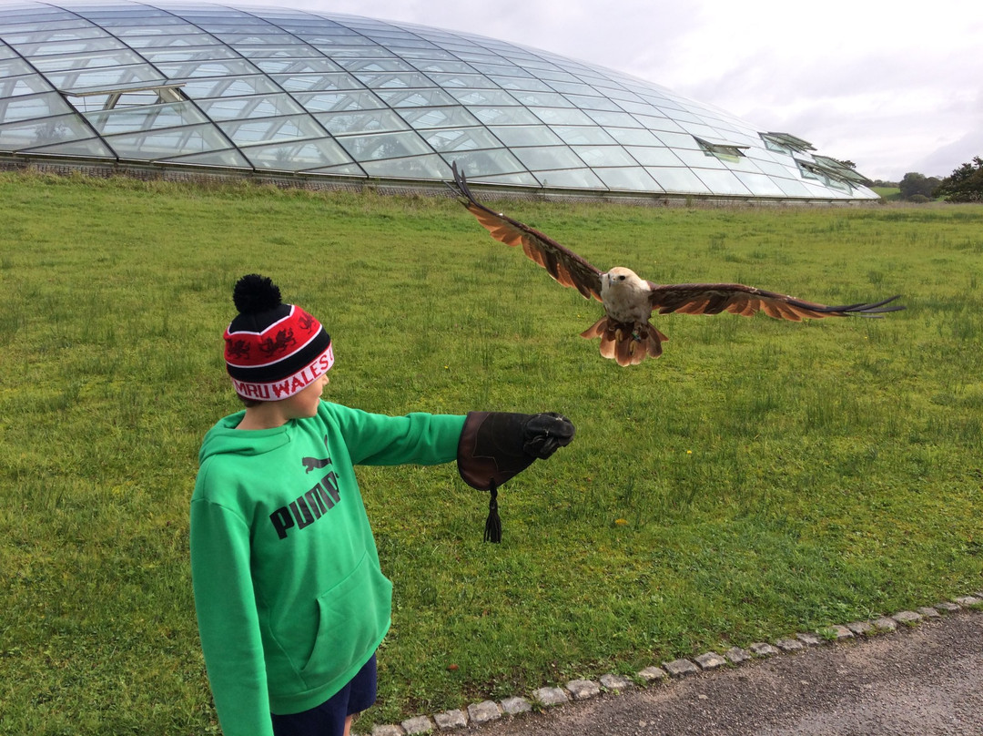 Pembrokeshire Falconry景点图片