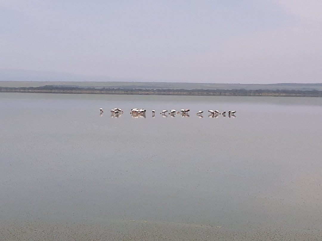 Sirville Lake Elementaita Lodge主图