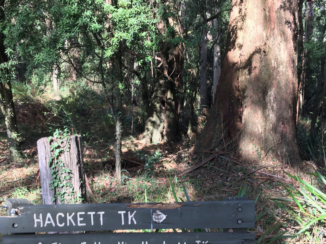 Ferny Creek-Sassafras必去景点