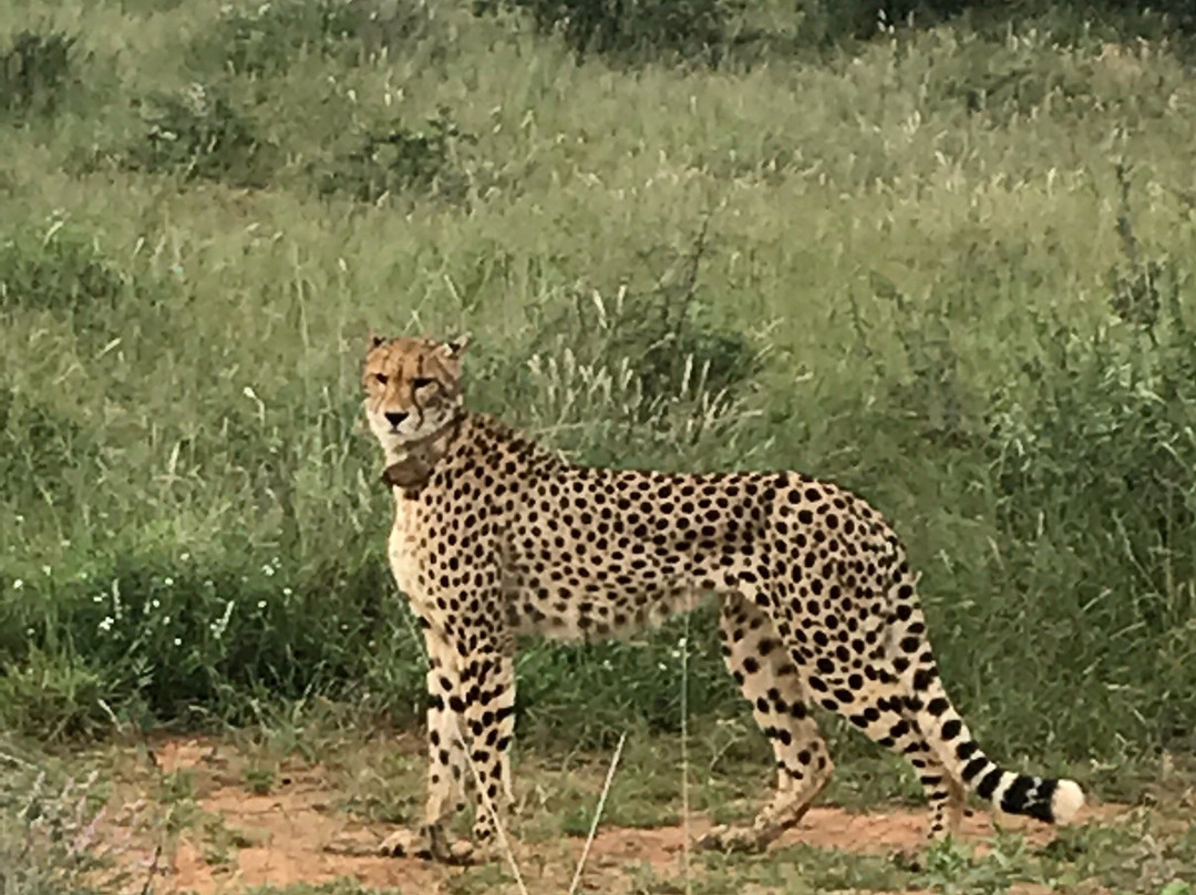 Madikwe Nature Reserve景点图片