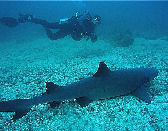 Panama Dive Center景点图片