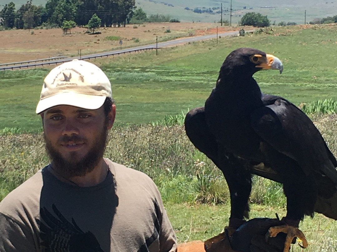 Dullstroom Bird of Prey & Rehabilitation Centre-德尔斯特鲁姆必去景点