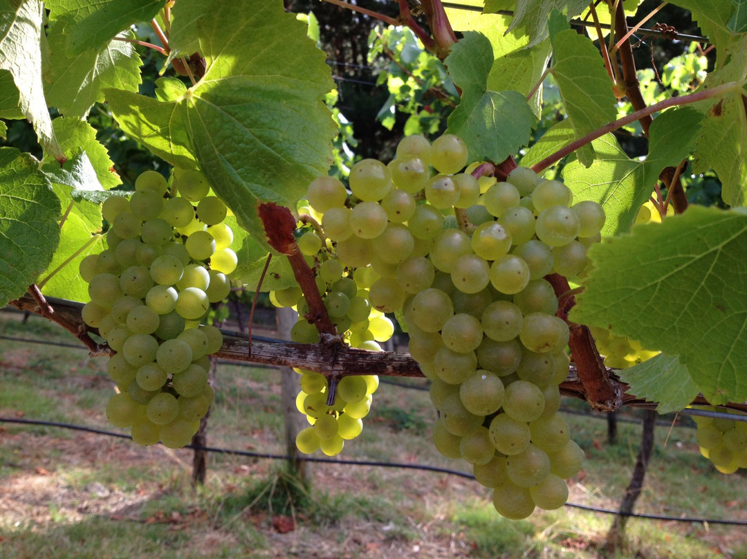 Leven Valley Vineyard