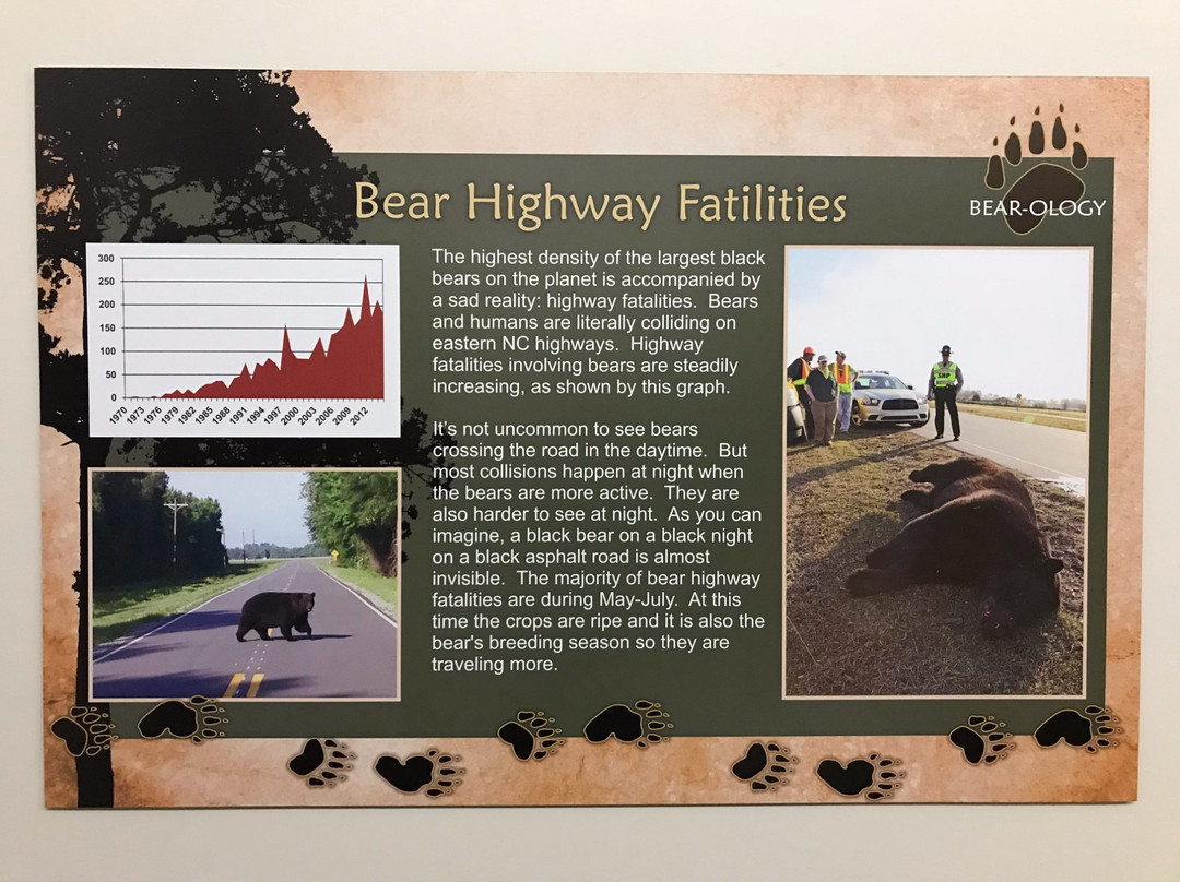 Bear-Ology-Plymouth必去景点