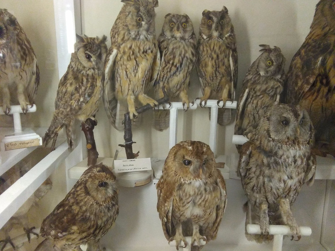 Museo di Storia Naturale dell'Accademia dei Fisiocritici-锡耶纳必去景点