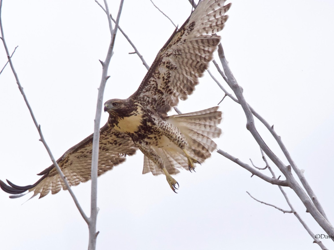 Camas National Wildlife Refuge景点图片