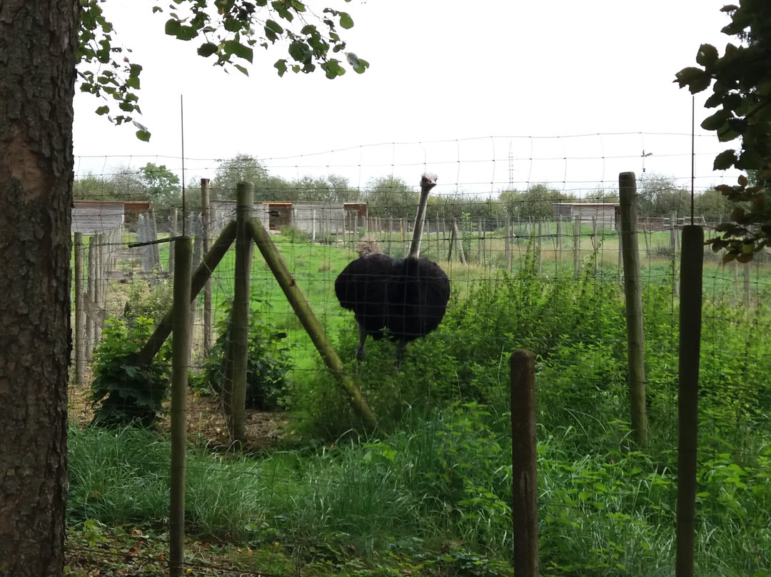 Doneu Ostrich Farm景点图片