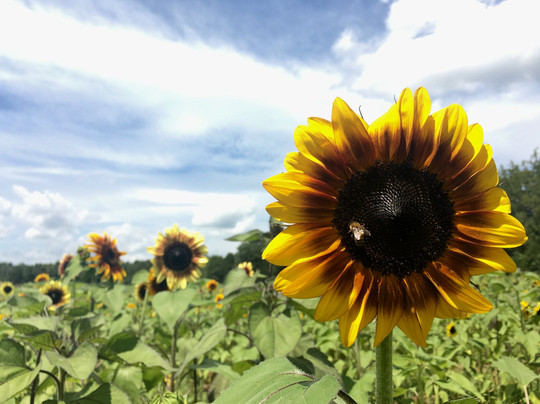 Burnside Farms-Haymarket必去景点