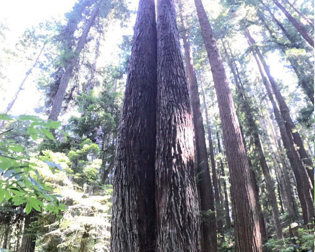 Arcata Community Forest景点图片