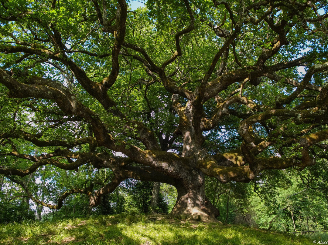 Quercia di Pinocchio景点图片