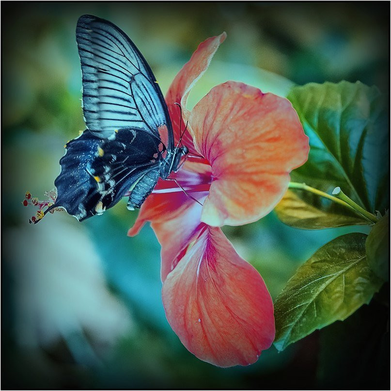 Butterfly Park-彼尔姆必去景点