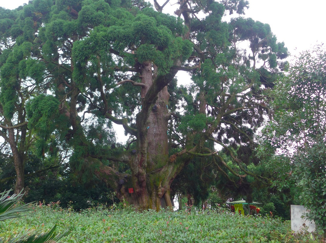 Cryptomeria Cypress King Park-福州市必去景点