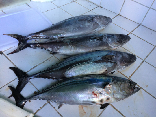 Pedro's Fishing Tours-塔马林多必去景点