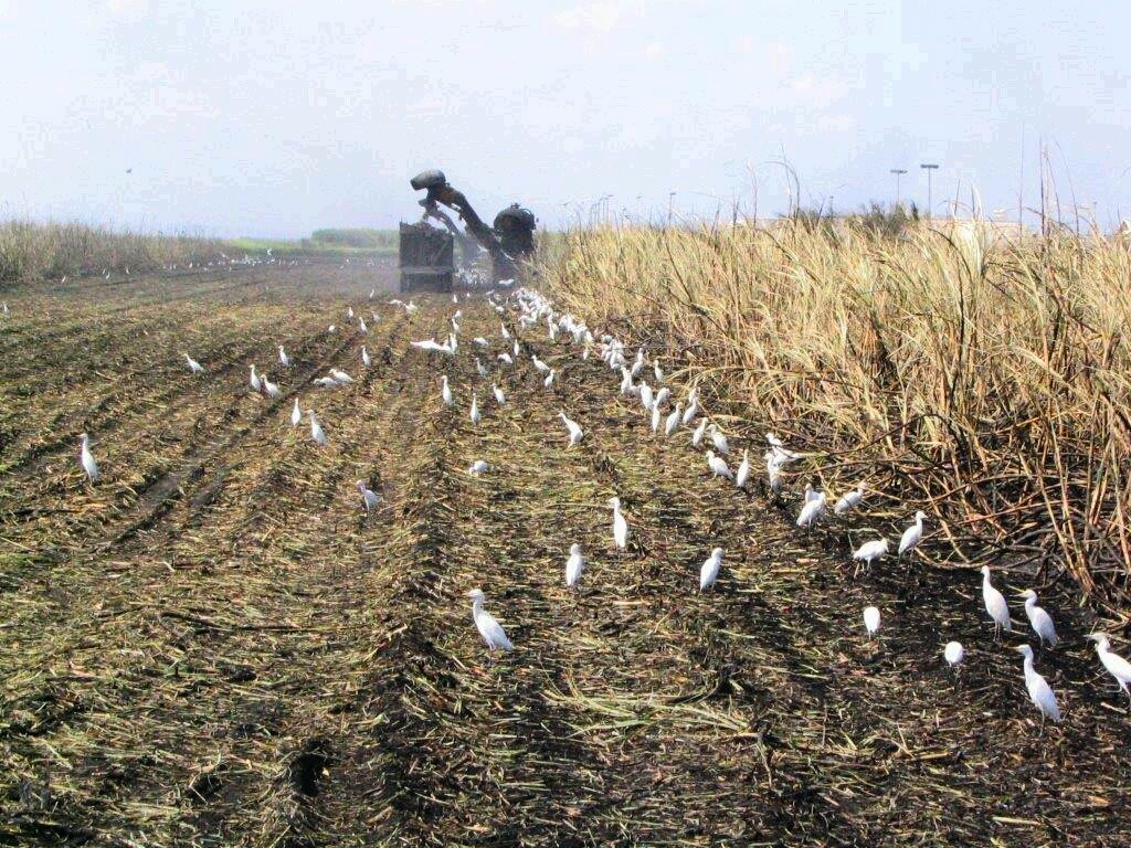 Sugarland Tours-克莱维斯顿必去景点