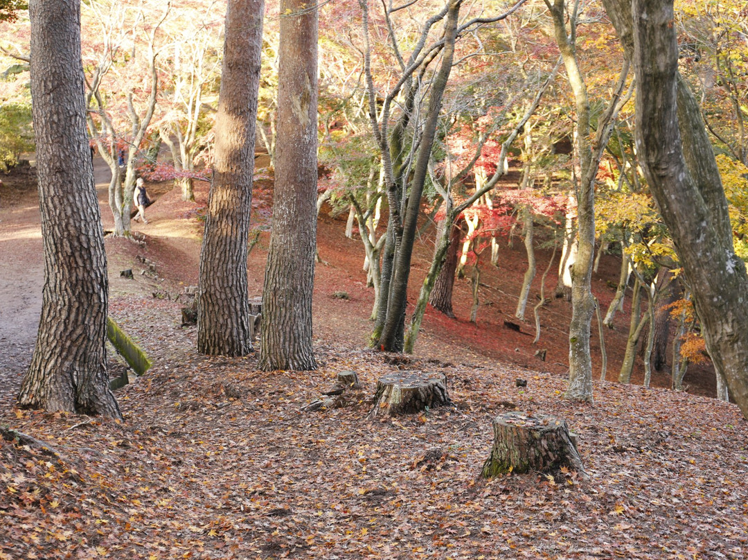 Shuzenji Nature Park-伊豆市必去景点