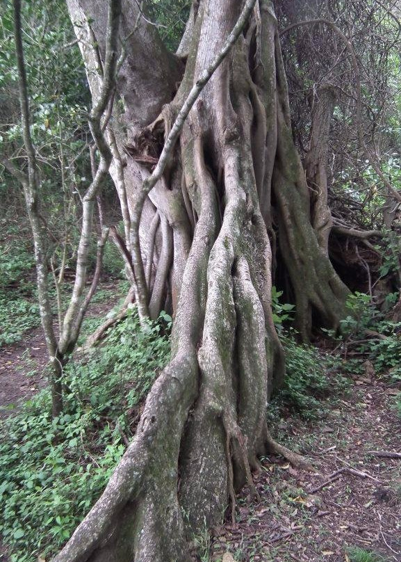 Nahoon Estuary Nature Reserve-东伦敦必去景点