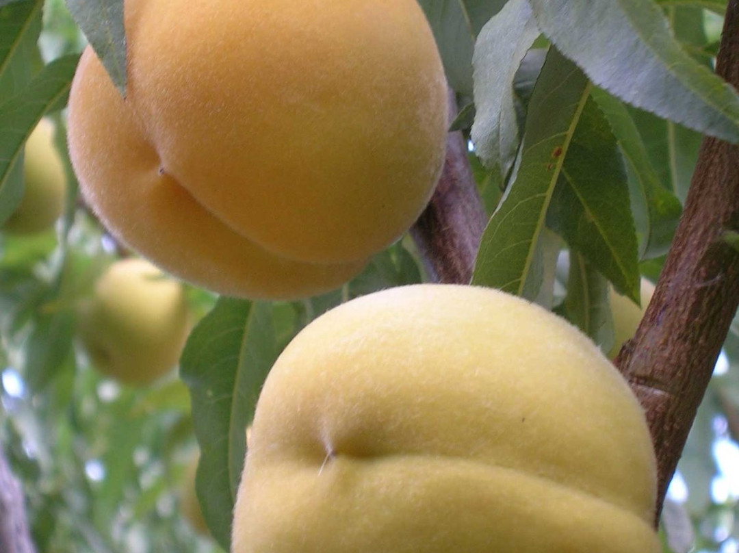 Azienda agricola Samperi景点图片