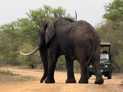 Kruger Park Tours - Kruger Game Drive