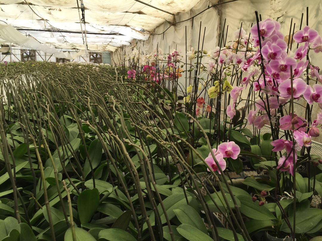 Gubler Orchids-Landers必去景点