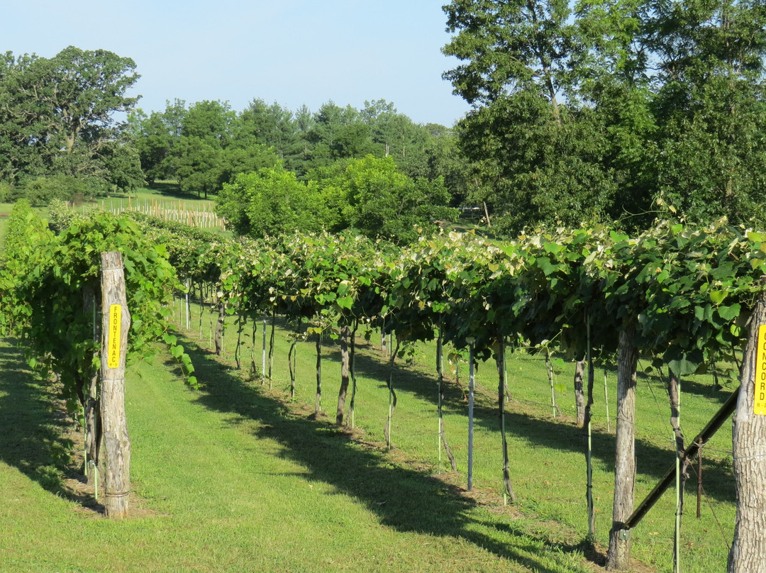 Backyard Vine & Wine景点图片
