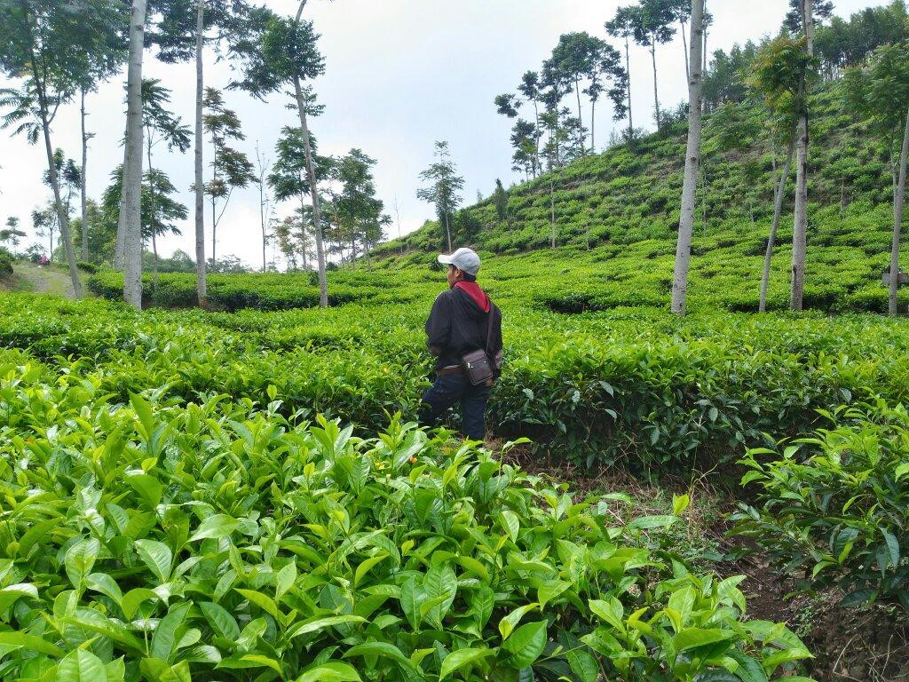Kebun Teh Jamus (Lereng Gunung Lawu)景点图片