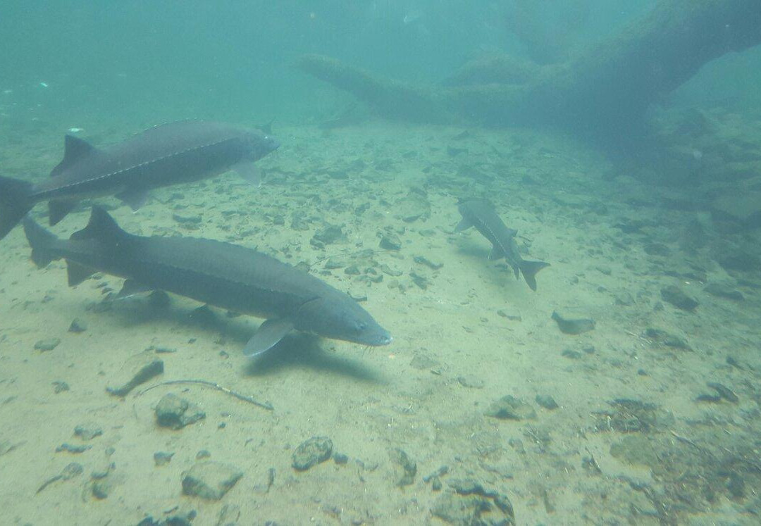 Sturgeon Viewing Pond and Interpretive Center-Cascade Locks必去景点
