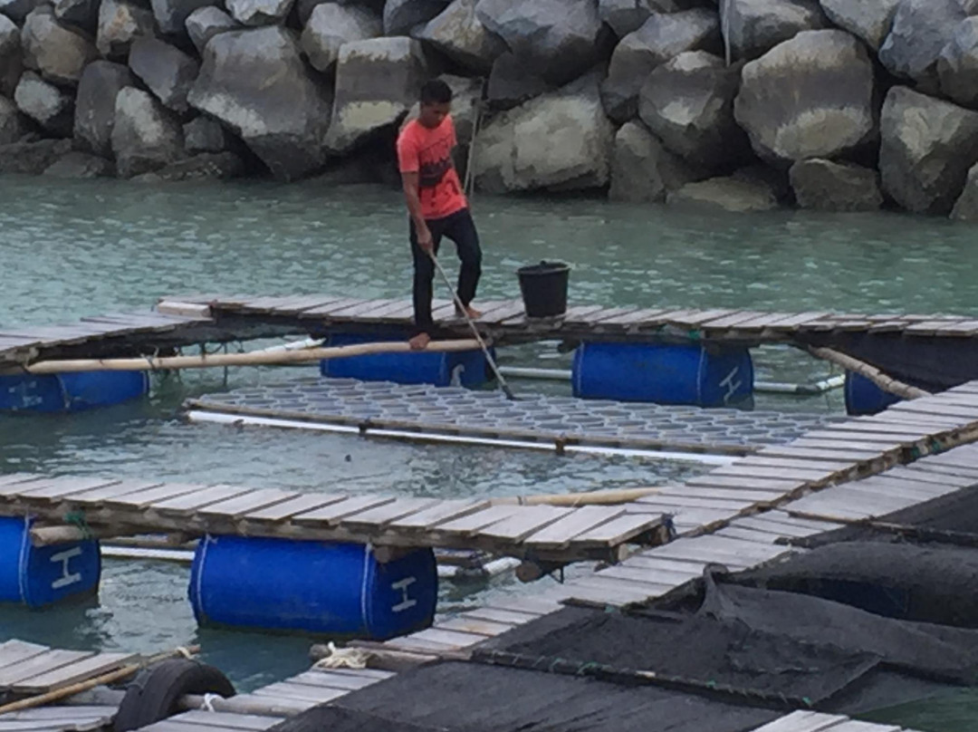 Tukik Babel Sea Turtle Hatchery-Sungailiat必去景点
