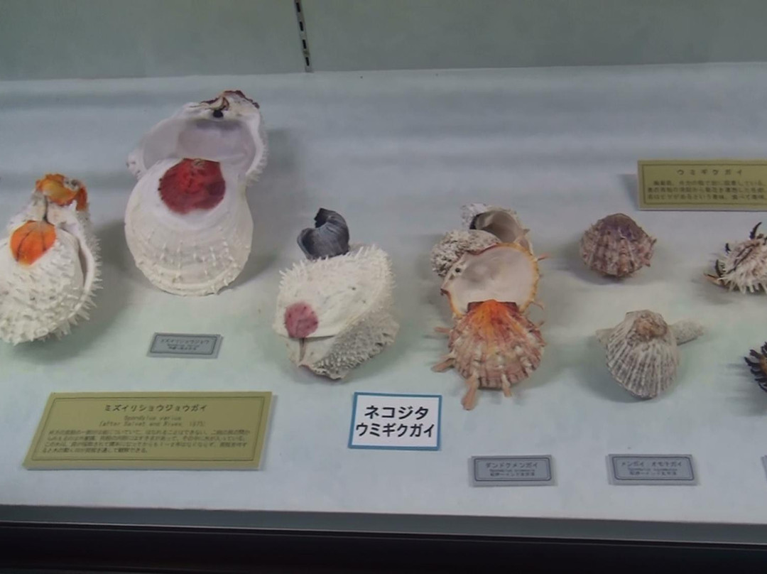 Miyakojima Sea Treasure Museum-宫古岛市必去景点
