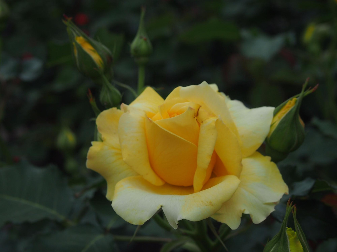 Osaka Prefecture Flower Garden-河内长野市必去景点