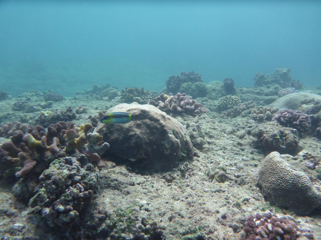 Nemo Diving Center-弗力克昂弗雷克必去景点