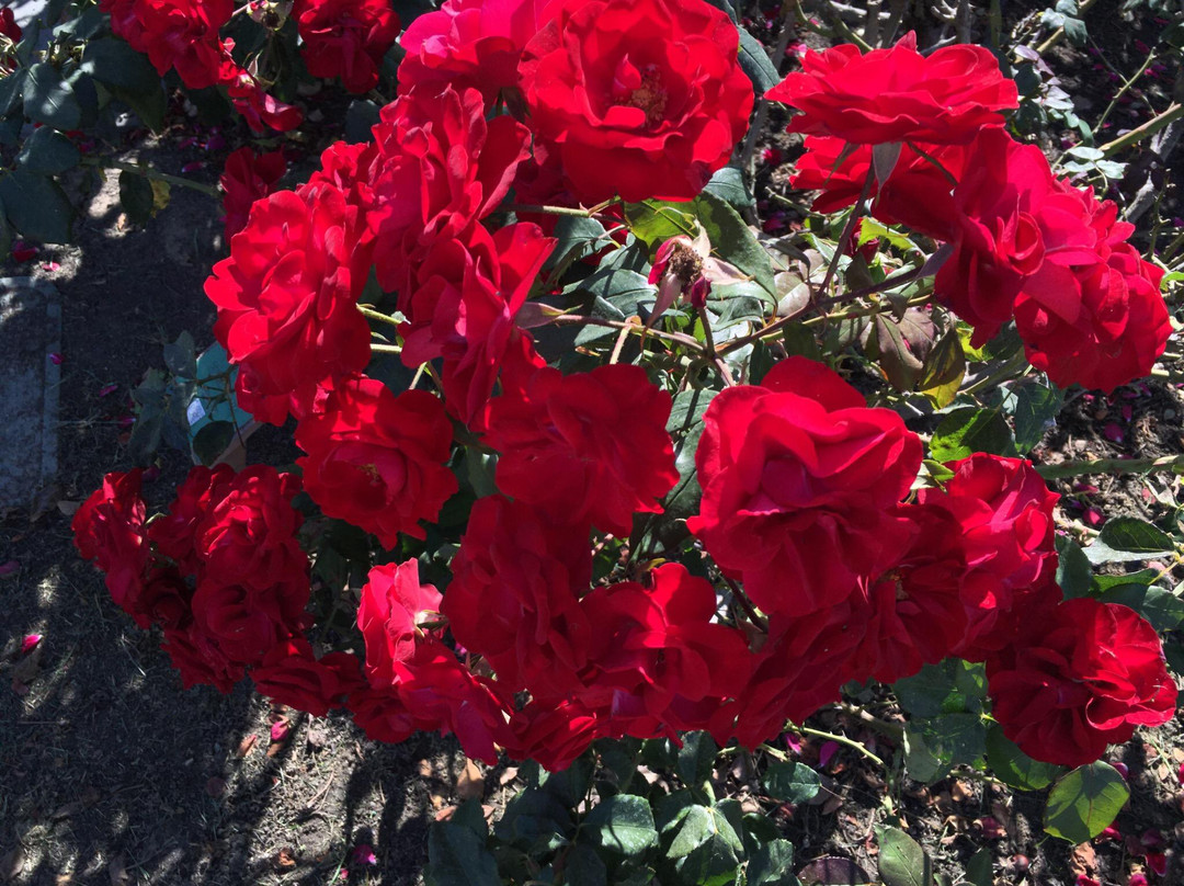 圣何塞市立玫瑰园-圣何塞必去景点