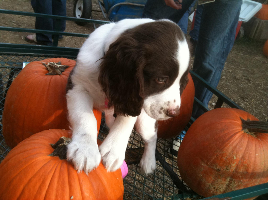 Baldwin Farms-里士满必去景点