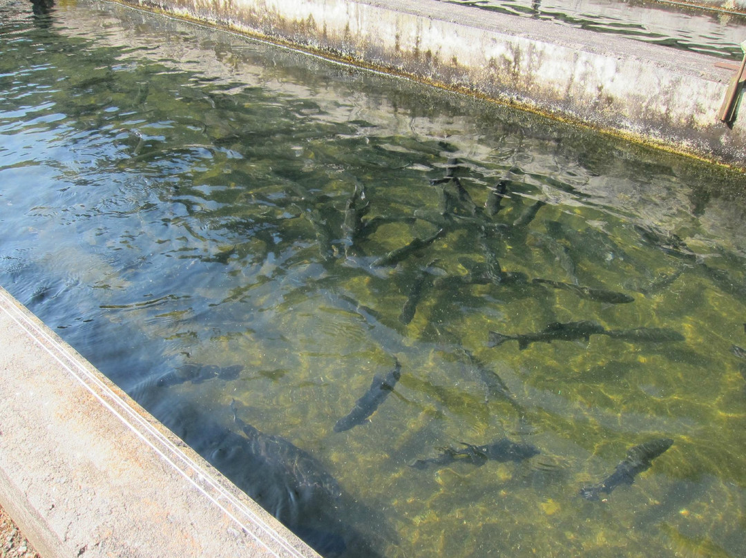 Buford Trout Hatchery-卡明必去景点